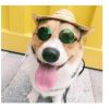 Pet Products Lovely Vintage Round Cat Sunglasses Reflection Eye wear glasses For Small Dog Cat Pet Photos Props Accessories